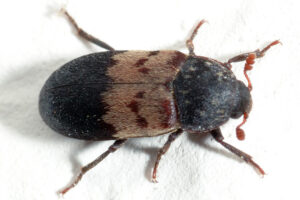 Nahaufnahme eines Speckkäfers