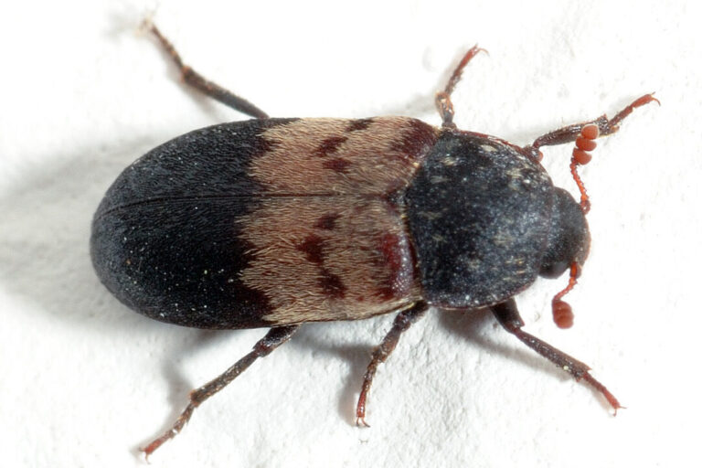 Nahaufnahme eines Speckkäfers