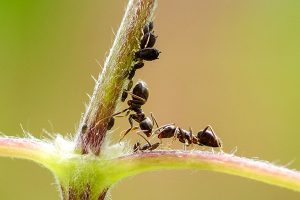zwei Ameisen an einem Pflanzenstängel ernten Honigtau aus den Blattläusen