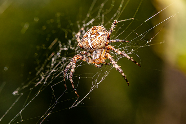Spinnen gift gegen Giftspinnen 🕷️