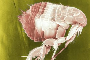 Mikroskopische Aufnahme eines Flohs