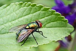 Fliege sitzt auf einem Blatt