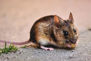 braune Maus frisst einen Samen