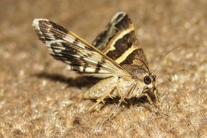 Motte mit braun weissen Flügeln