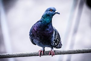 Taube sitzt auf einem Drahtseil