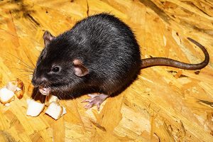 eine schwarze Ratte beim fressen